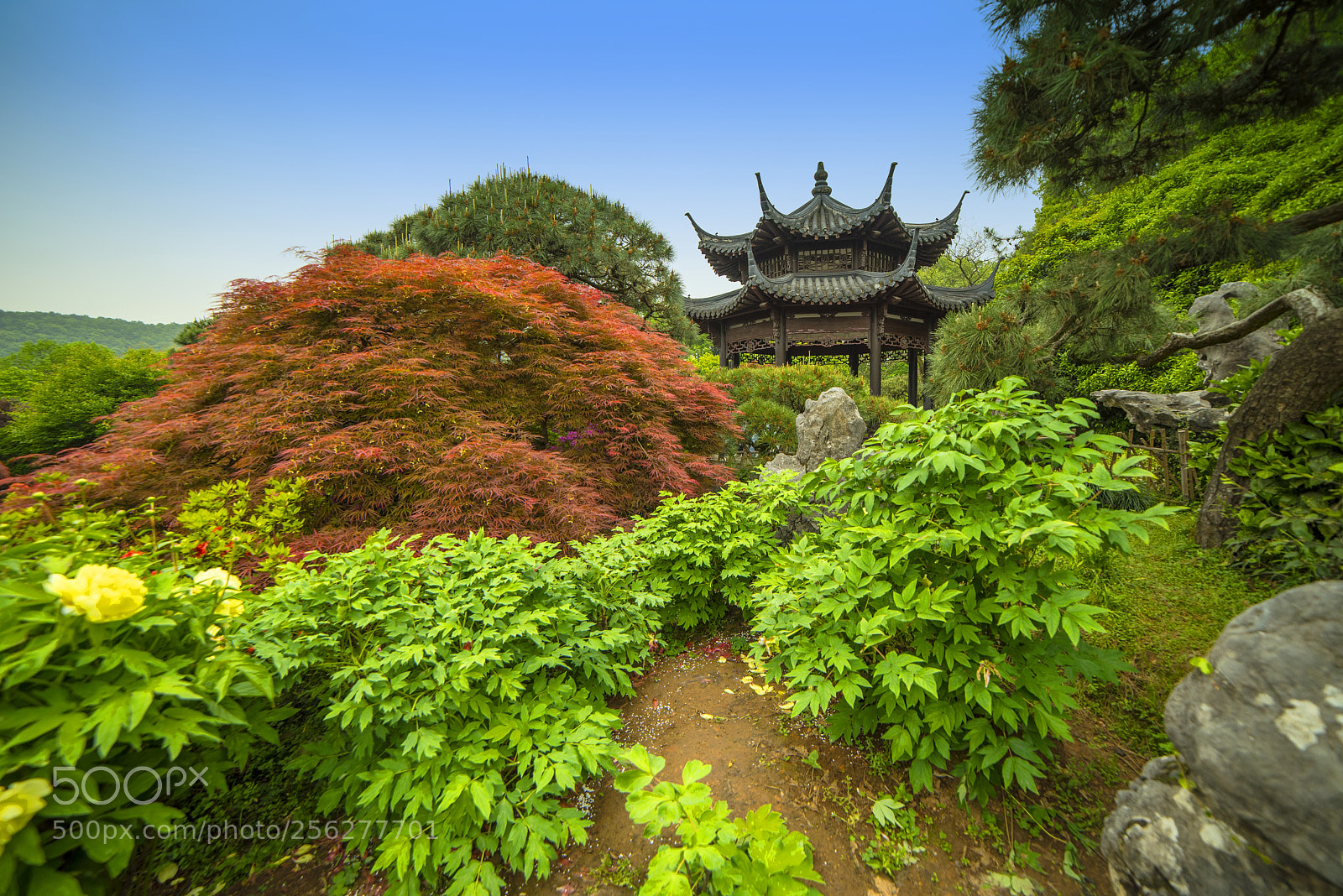 Nikon D750 sample photo. Park in hangzhou photography