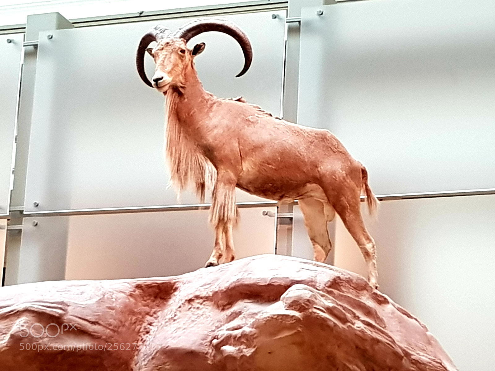 Samsung Galaxy S8+ sample photo. Stuffed african goat.jpg photography