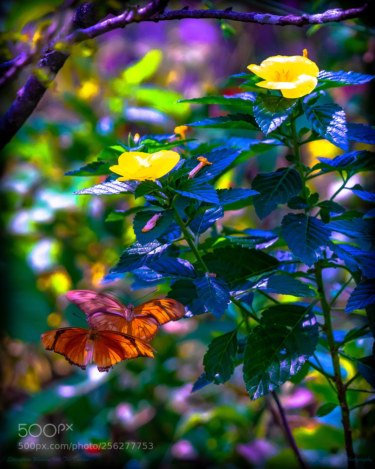 Sony a7 sample photo. Stainglass window into the photography