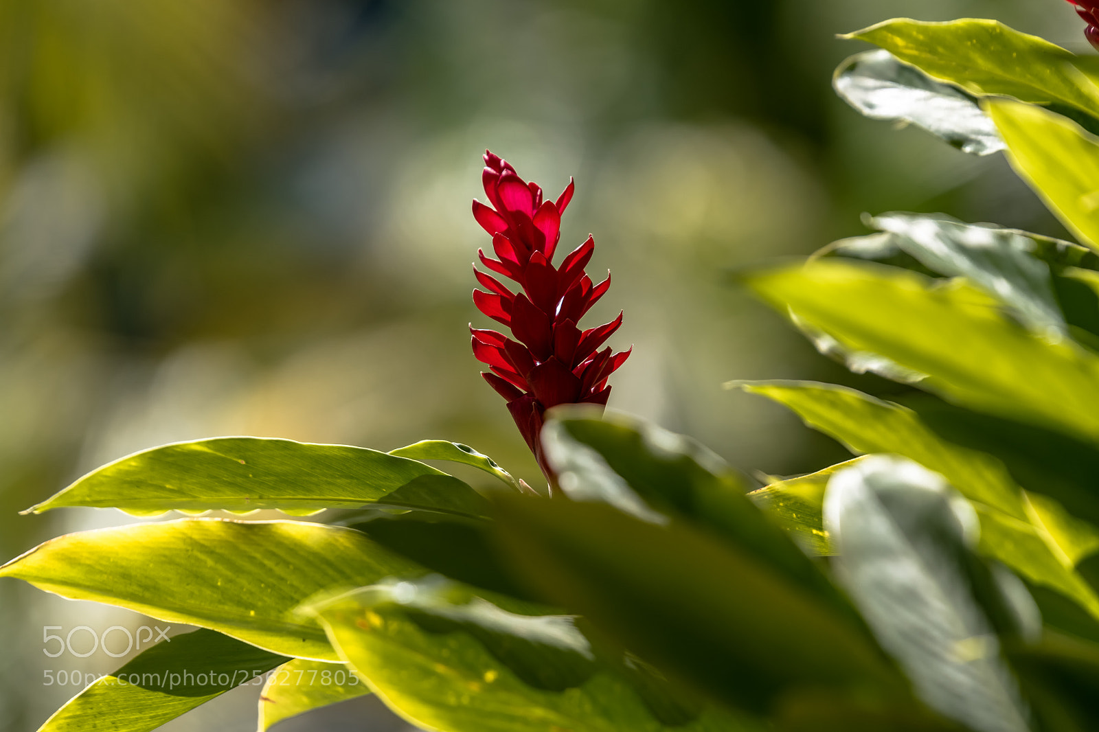 Nikon D5500 sample photo. Red one 2 photography