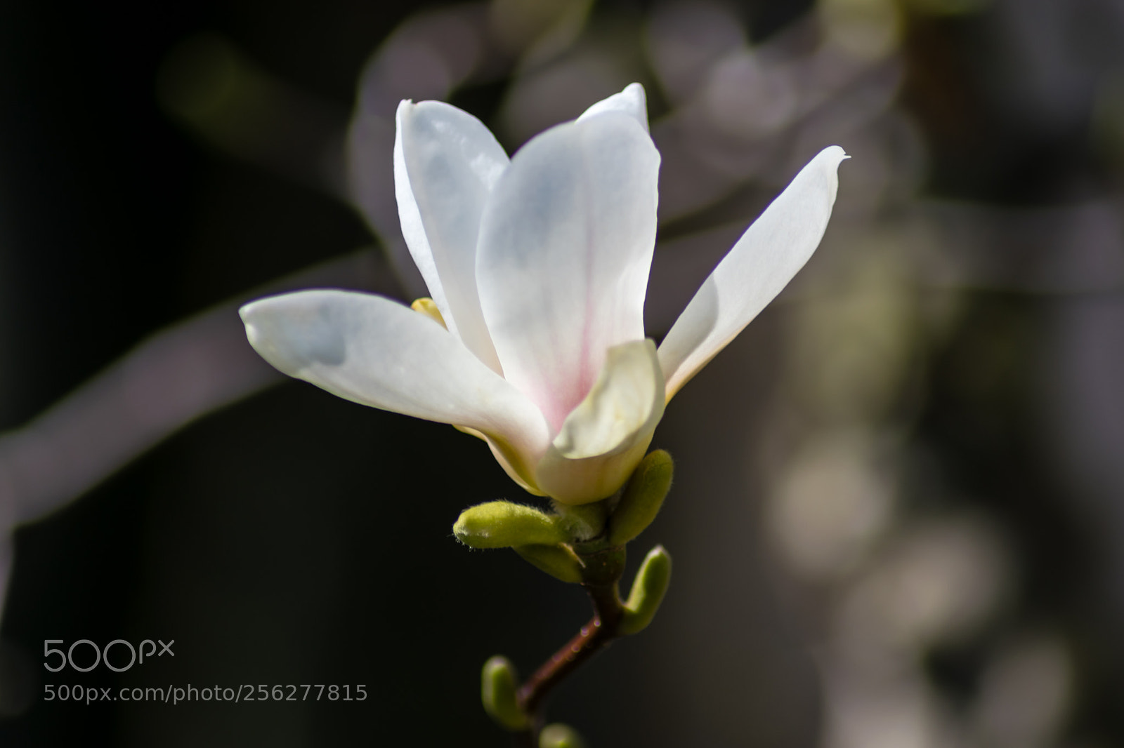 Nikon D5300 sample photo. Urban life photography