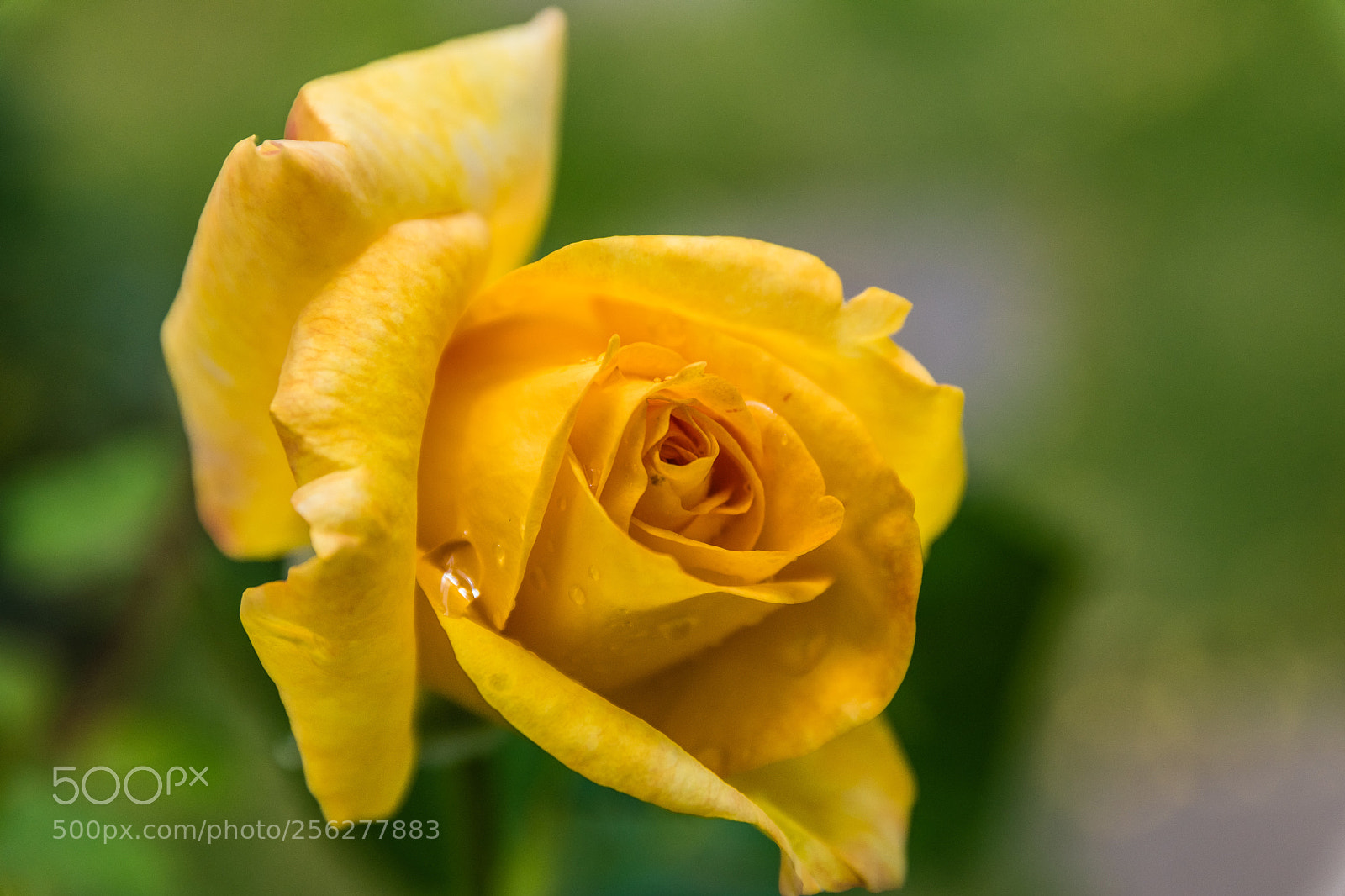 Nikon D5500 sample photo. Rose one photography