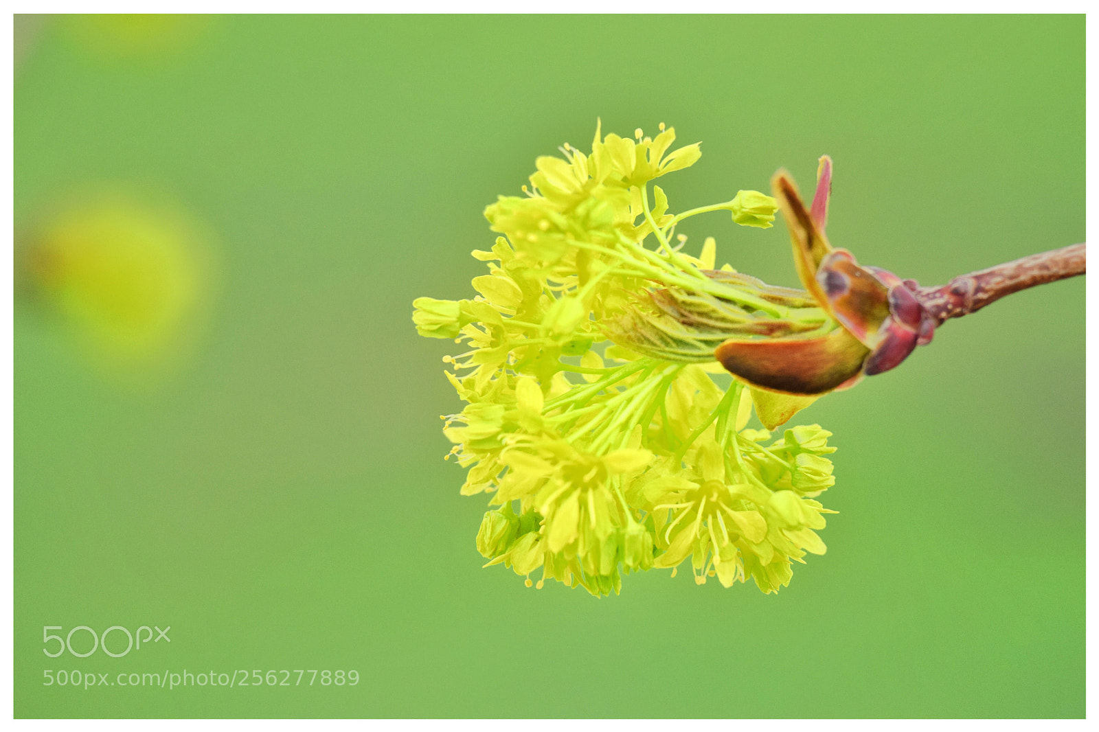 Nikon D3300 sample photo. Spring flower photography