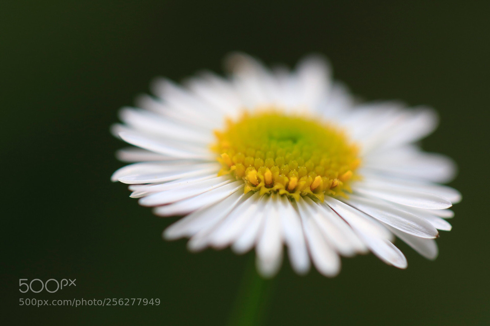 Canon EOS 80D sample photo. Flower  photography