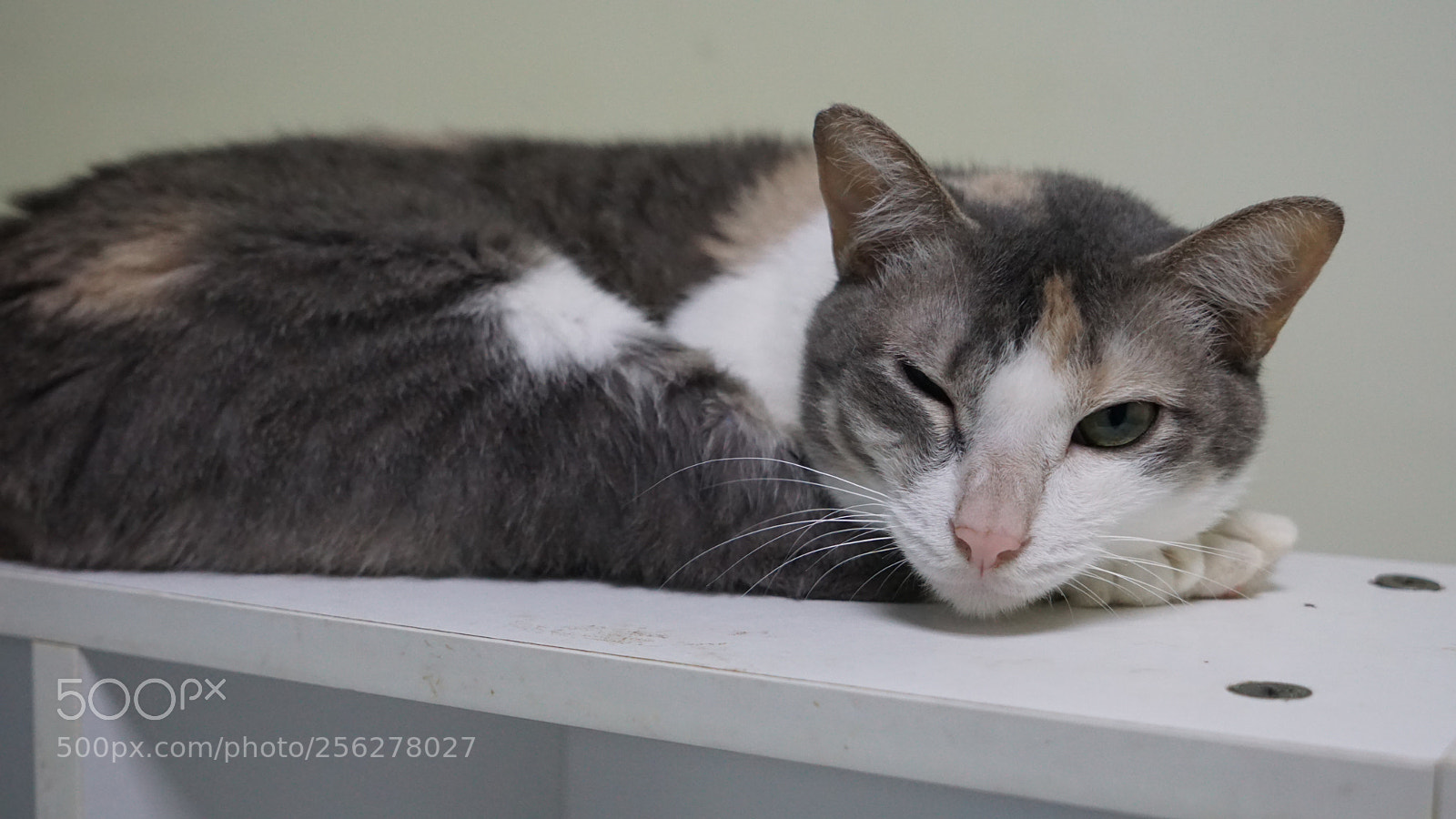 Sony a6000 sample photo. Dsc photography