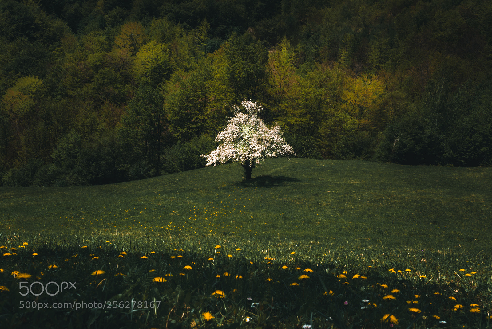 Nikon D80 sample photo. Lonely white beauty photography
