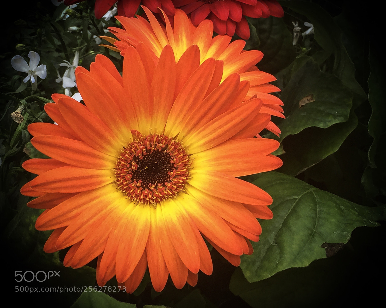 Apple iPhone 6 Plus sample photo. Gerbera daisy photography