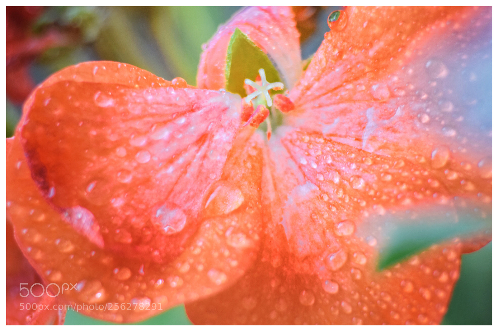 Nikon D3300 sample photo. Spring flower 2 photography