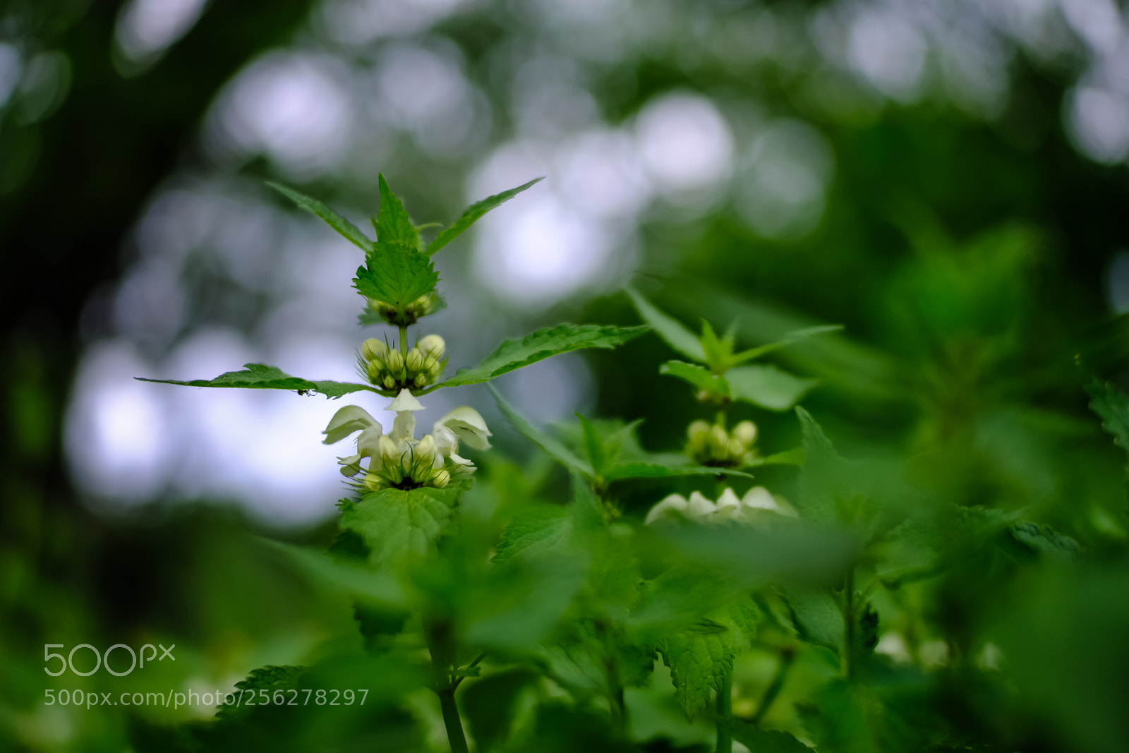 Fujifilm X-T20 sample photo. 'white dead-nettle (lamium album) photography