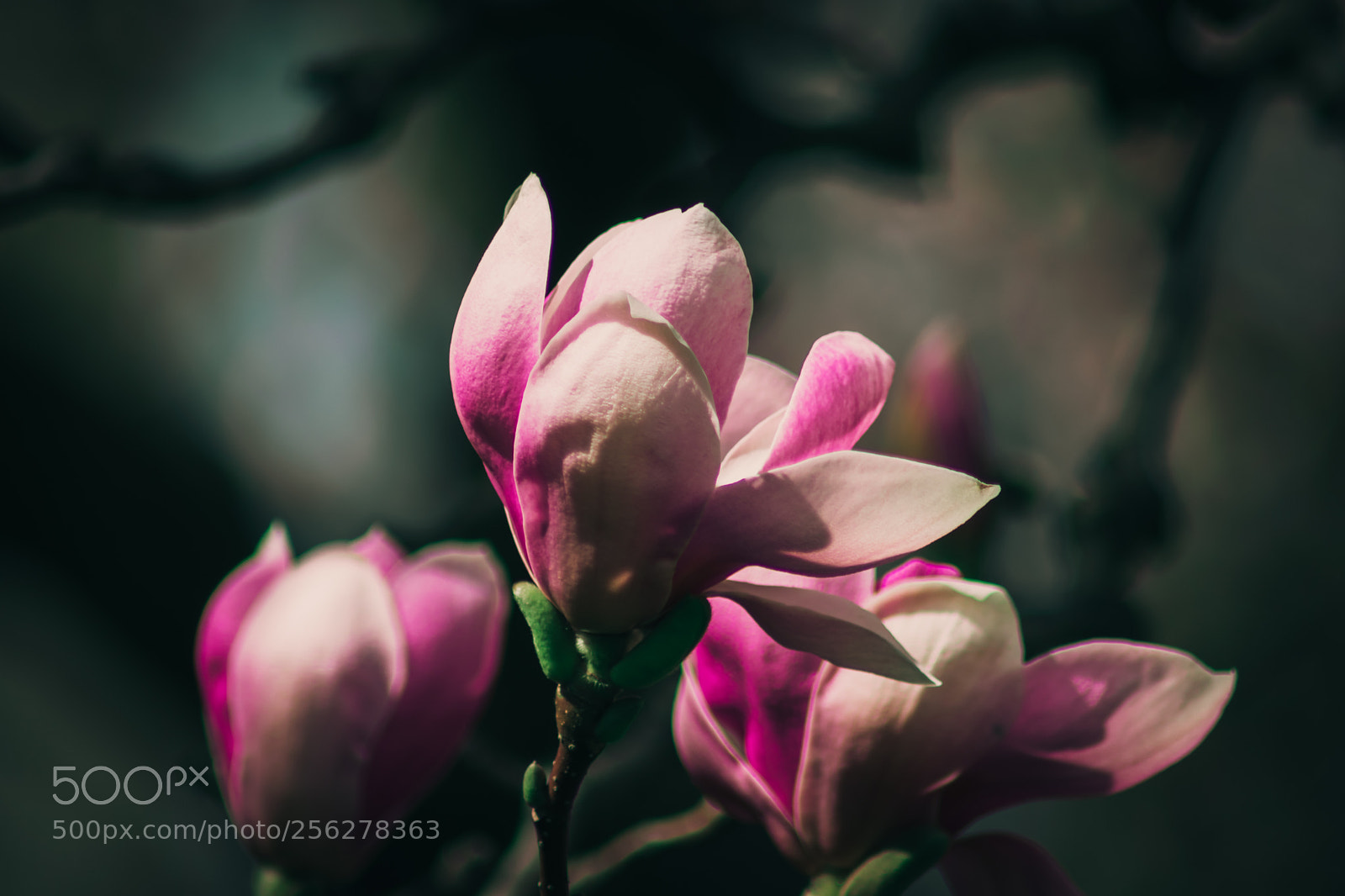 Nikon D5300 sample photo. New life begin photography