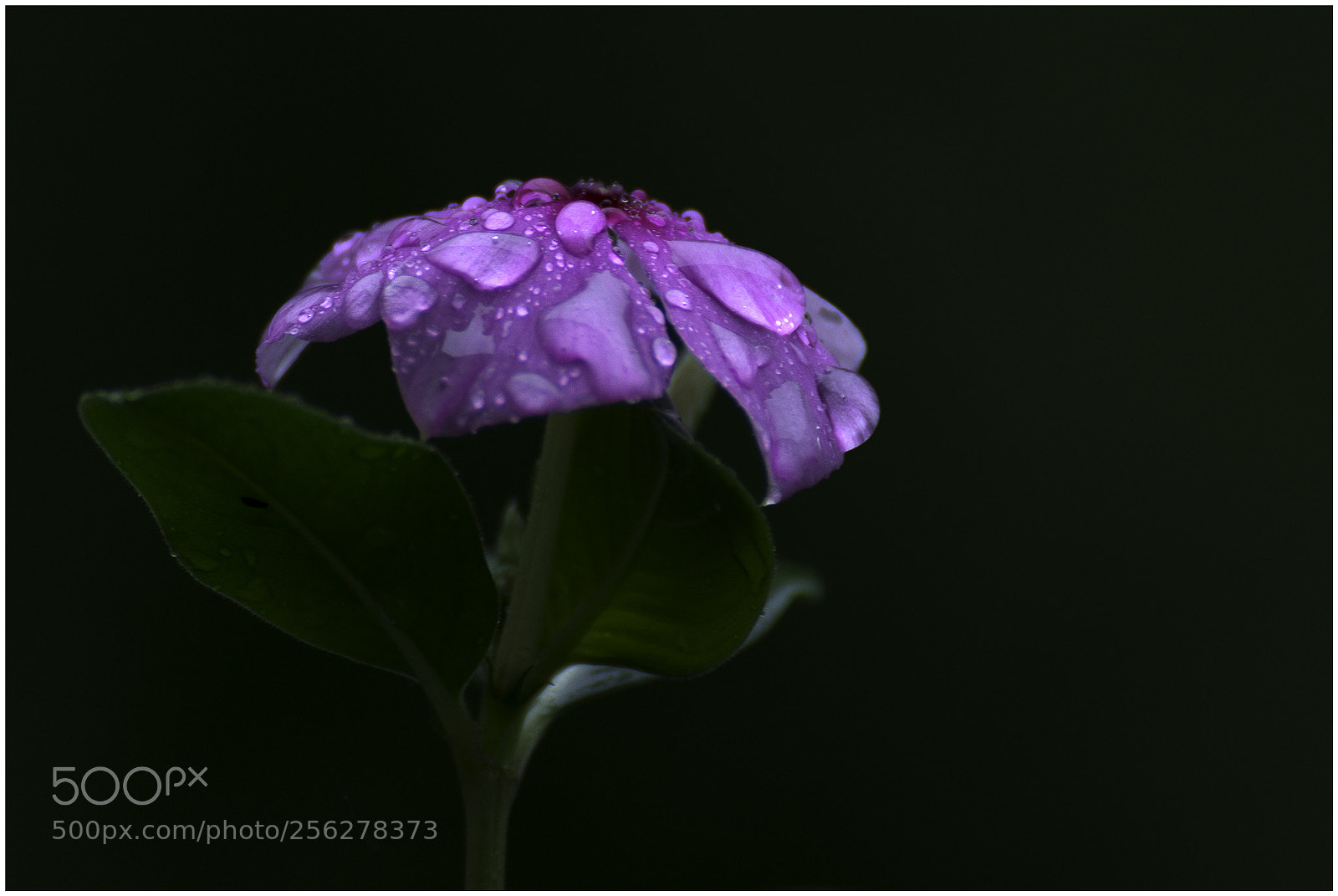 Nikon D7200 sample photo. Lluvia photography