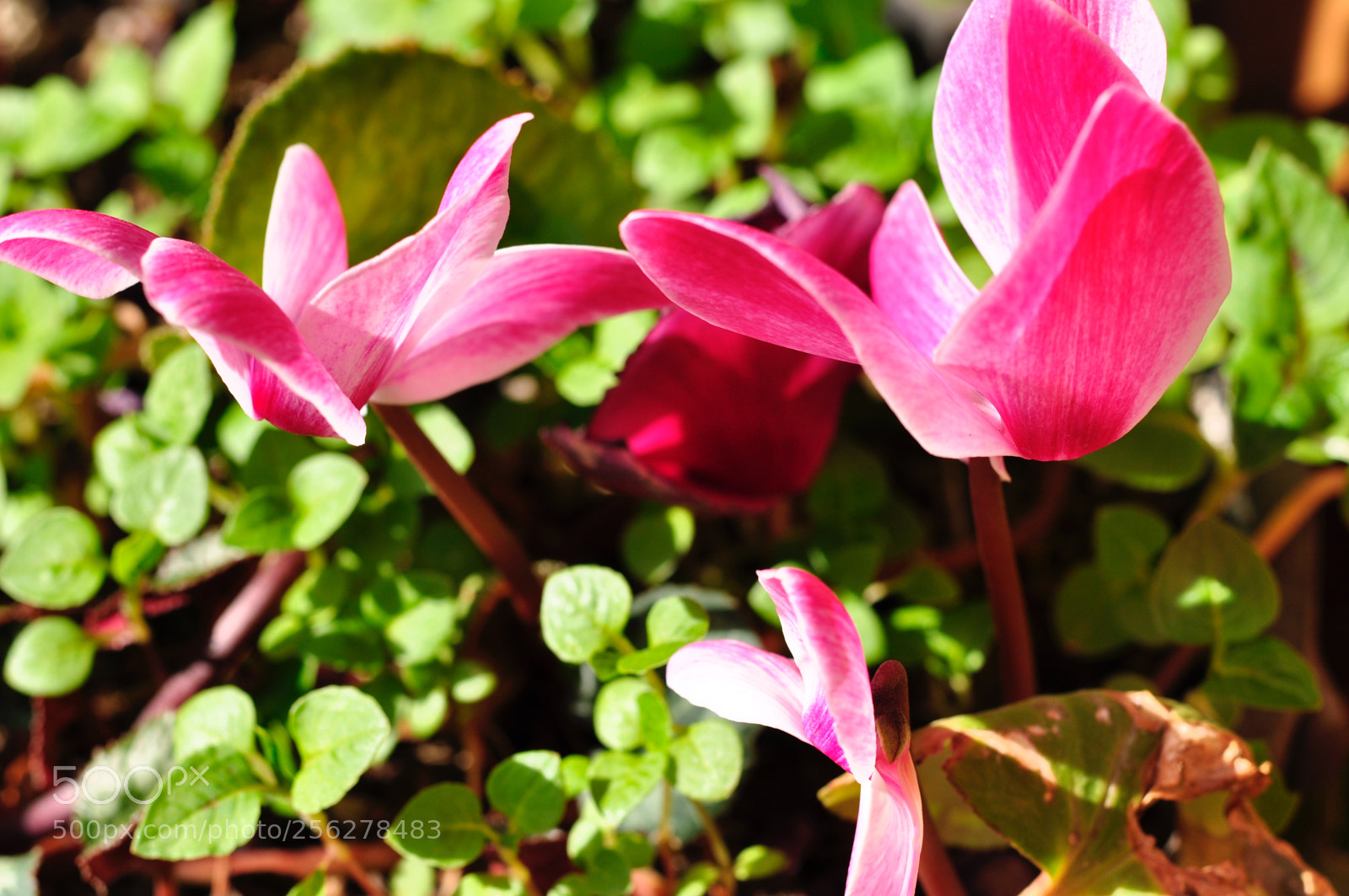 Nikon D5000 sample photo. Flores photography
