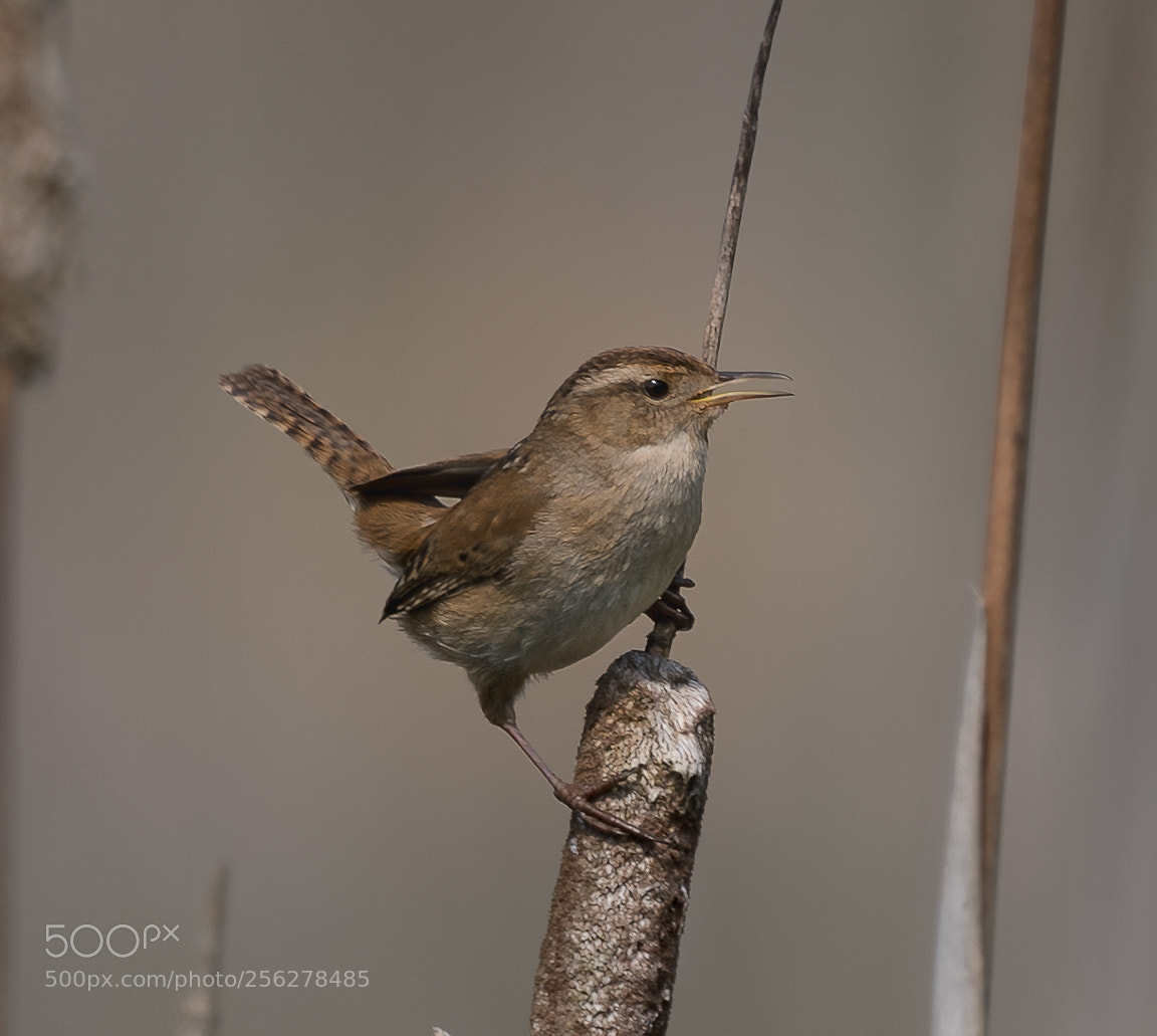 Sony a9 sample photo. Listen up! photography