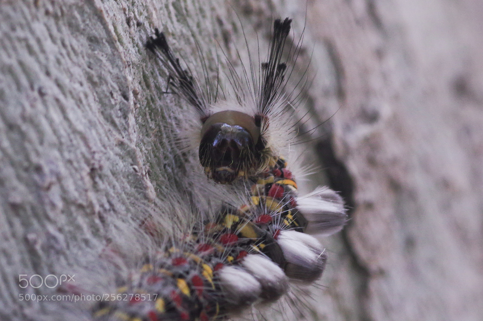 Pentax K-3 sample photo. Alien staredown photography