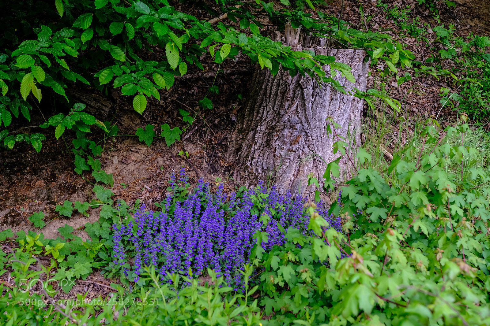 Fujifilm X-T20 sample photo. 'unexciting side view' photography
