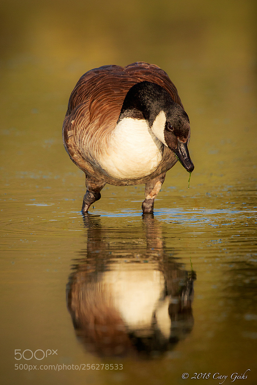 Canon EOS 7D Mark II sample photo. Canada goose photography