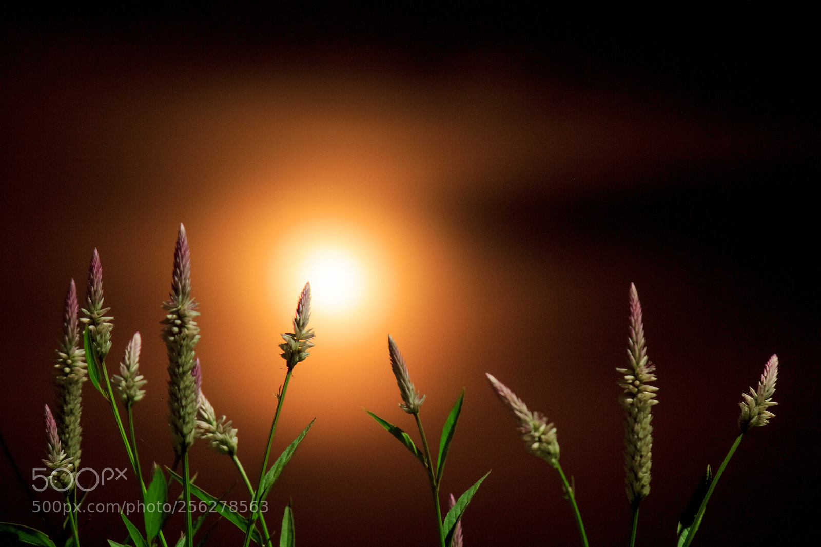 Canon EOS 60D sample photo. The moon in the photography