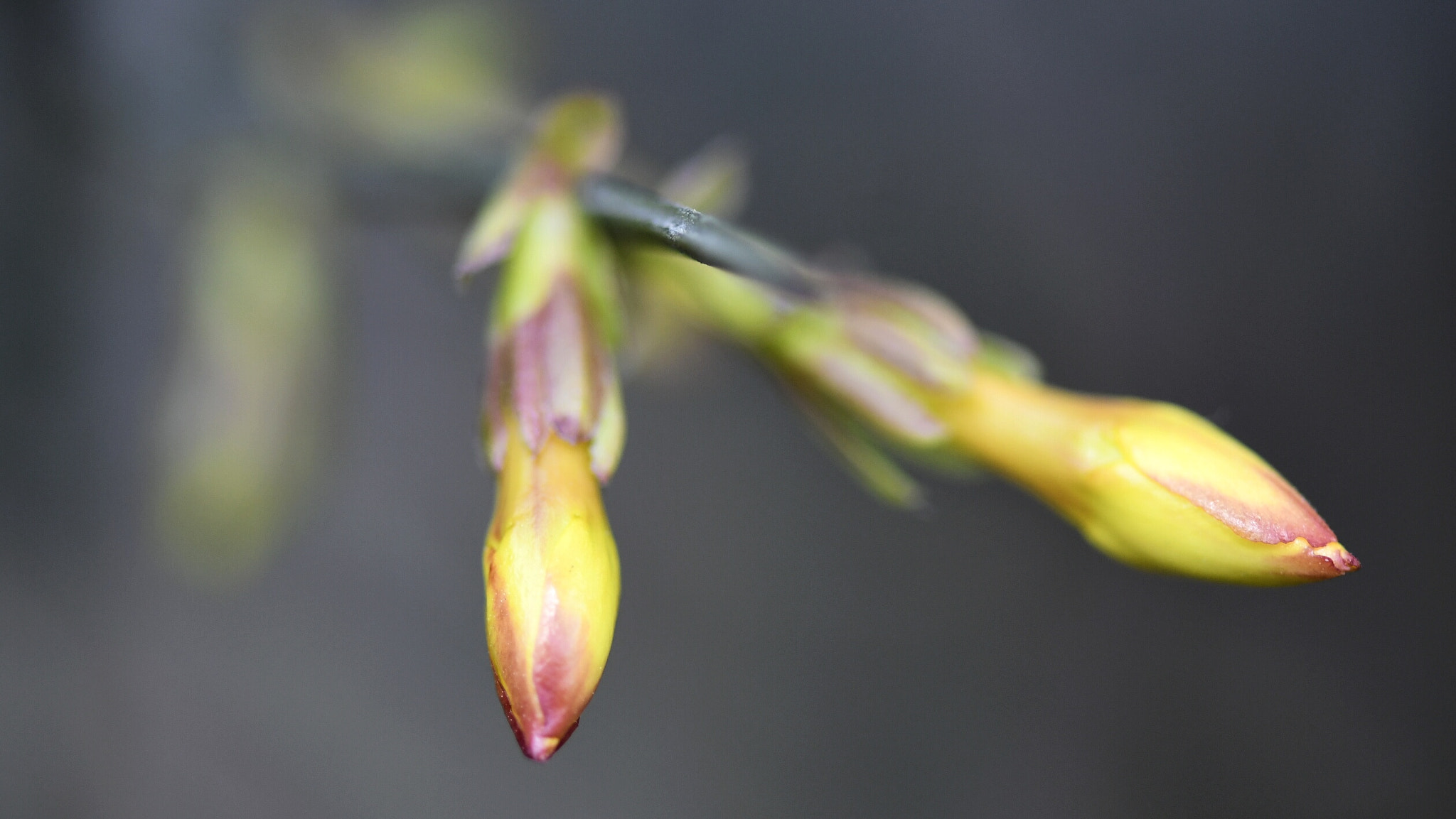 Nikon AF-S Micro-Nikkor 105mm F2.8G IF-ED VR sample photo. Golden jasmine photography