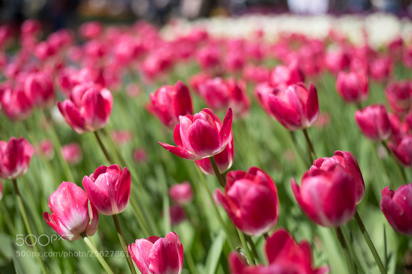 Canon EOS 6D sample photo. Tulips photography