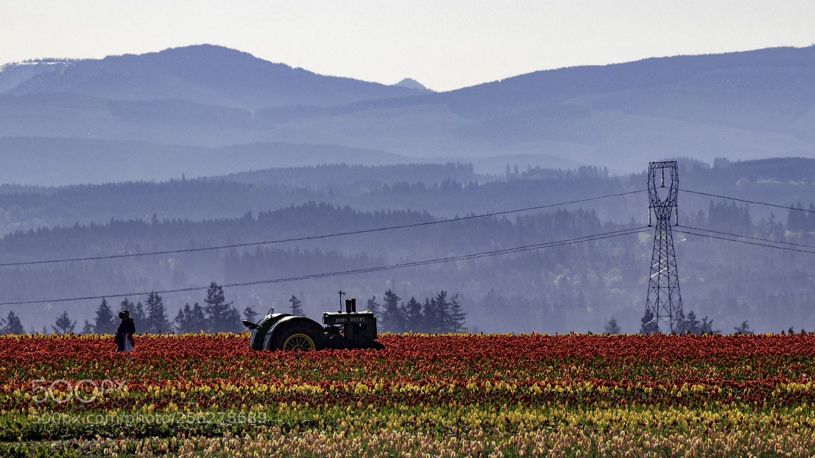 Canon EOS 80D sample photo. Tulip farm photography