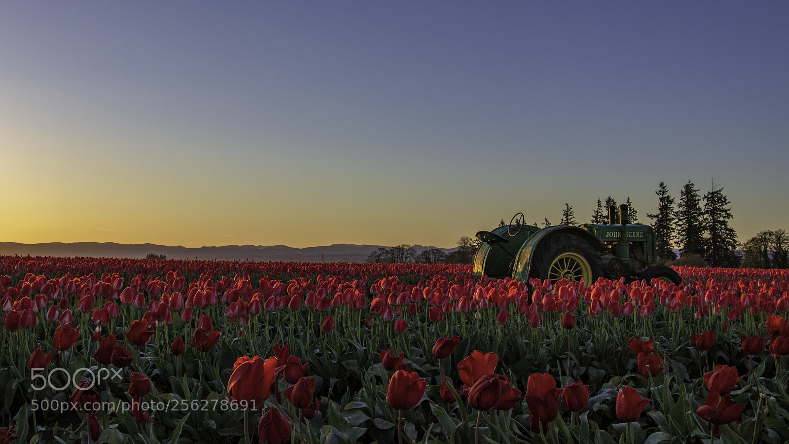 Canon EOS 80D sample photo. Tulip farm photography