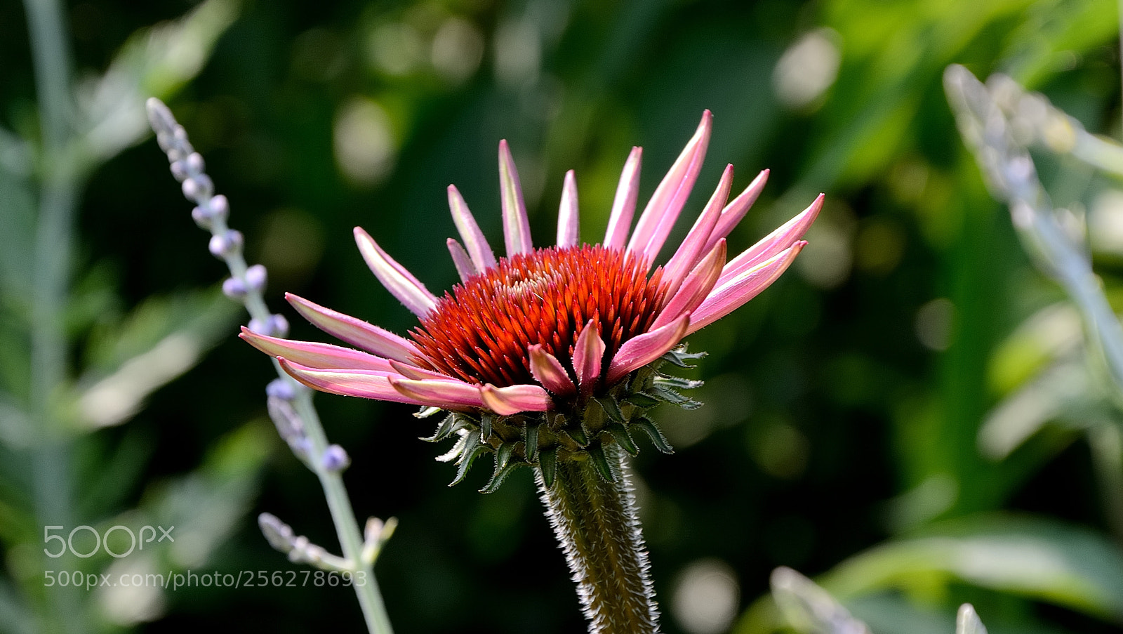 Nikon D7000 sample photo. Echinacea photography