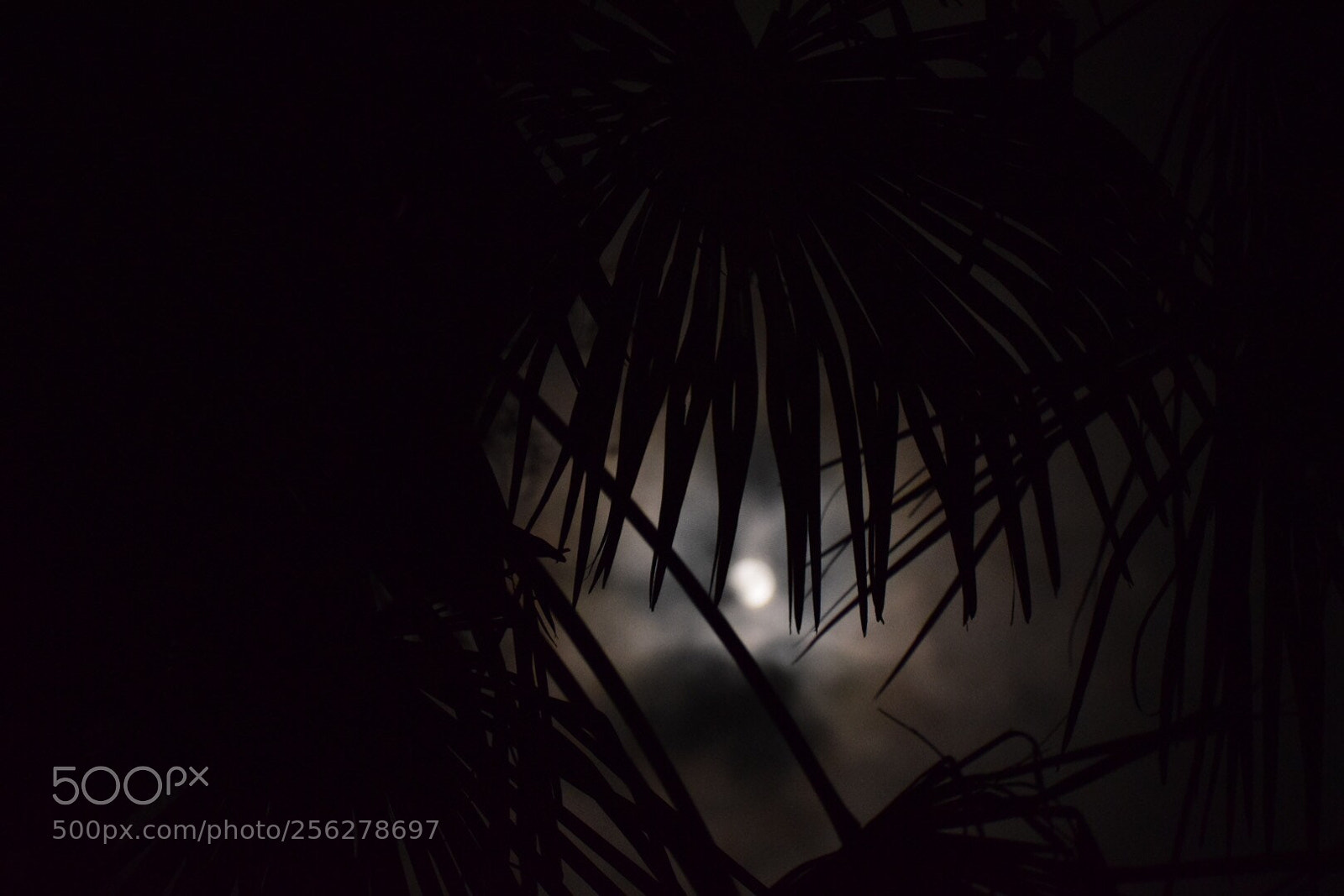 Nikon D5300 sample photo. Moon＆tree photography