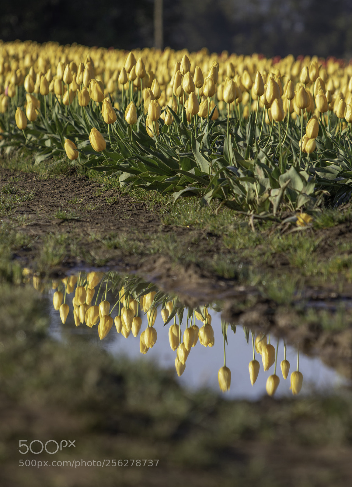 Canon EOS 80D sample photo. Reflection photography