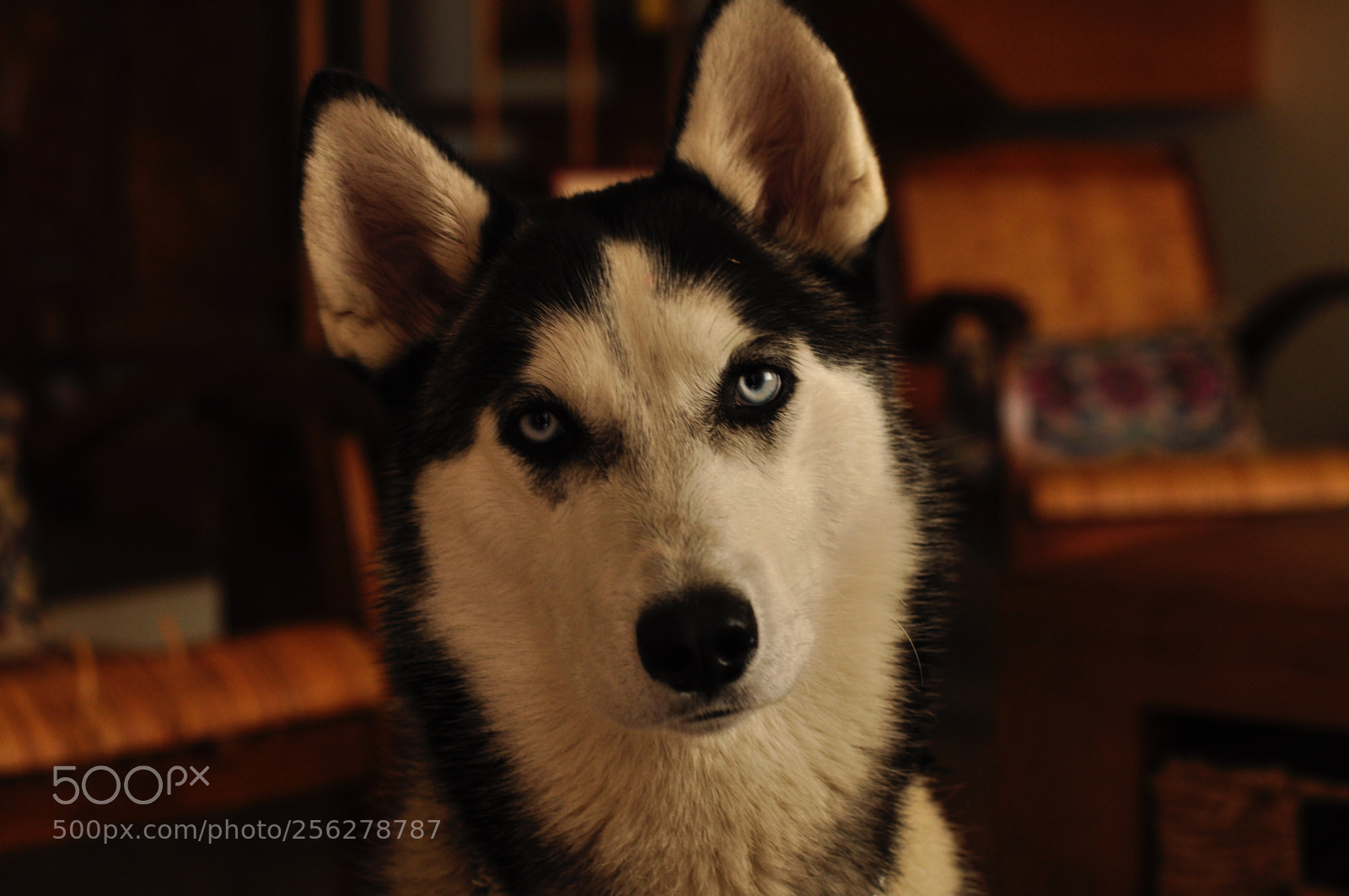 Nikon D5000 sample photo. Don photography