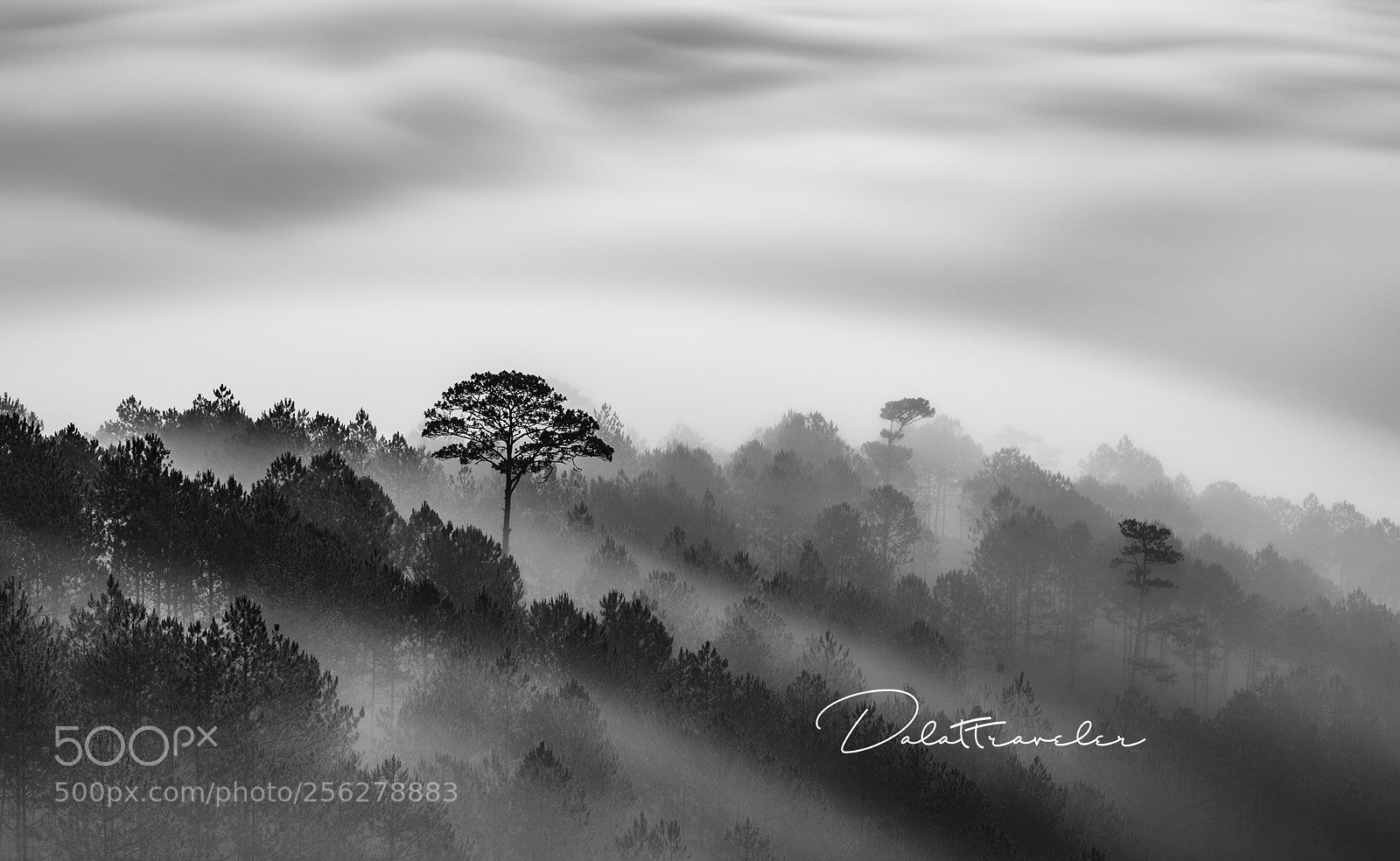 Canon EOS 5DS R sample photo. Misty forest photography
