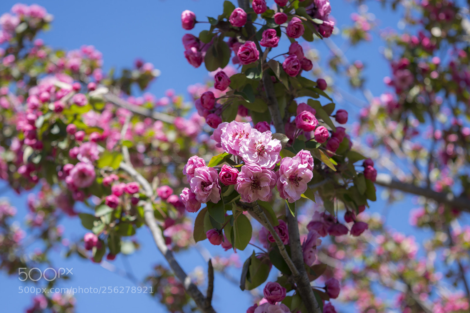 Nikon D7200 sample photo. Dsc photography
