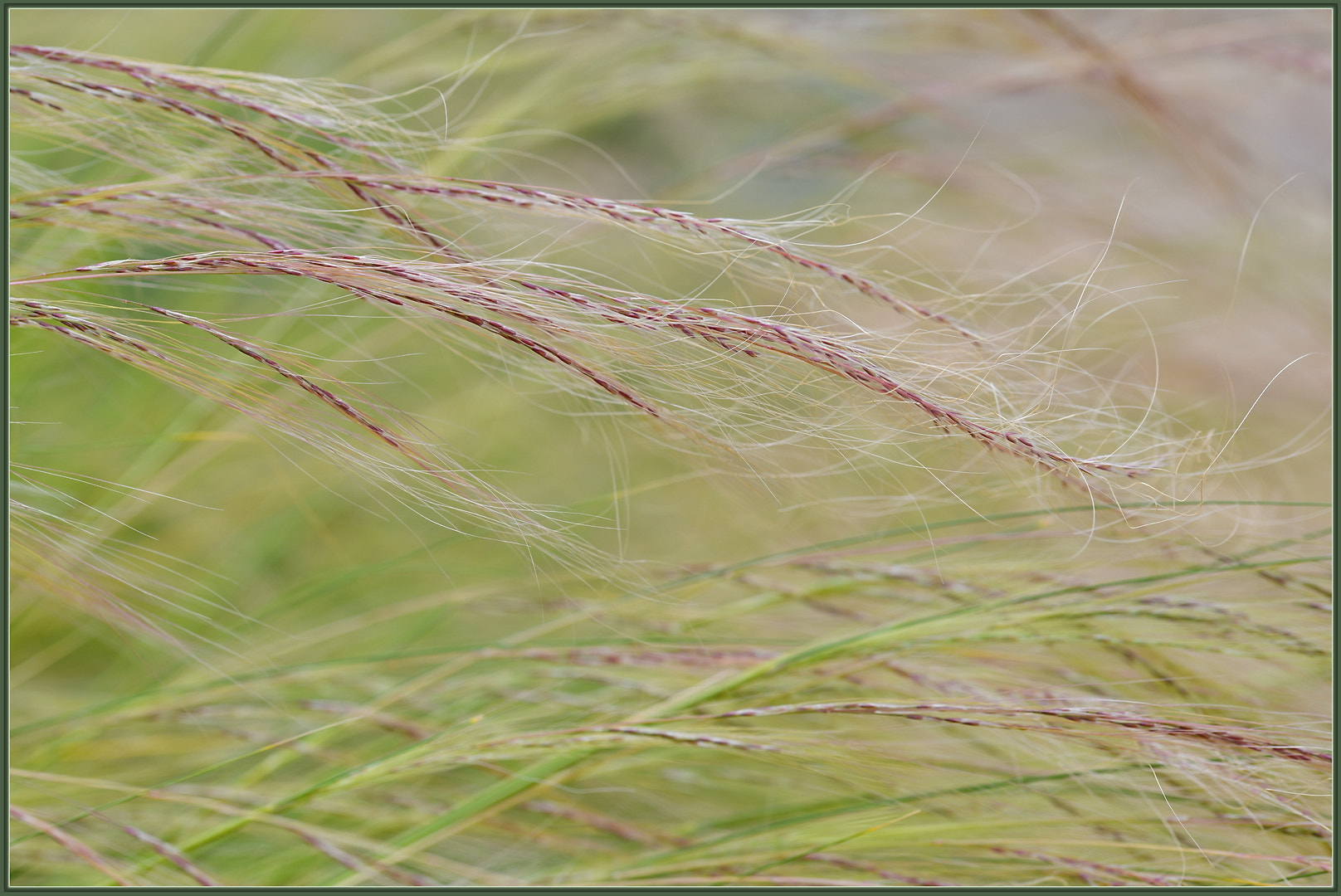 Sigma 105mm F2.8 EX DG OS HSM sample photo. Got the frizzies photography