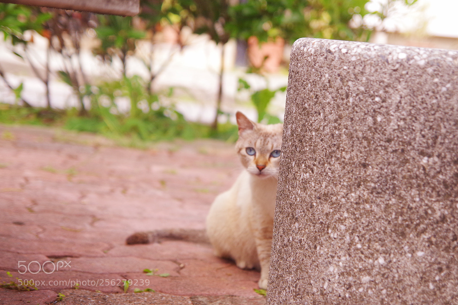 Pentax K-50 sample photo. Look photography