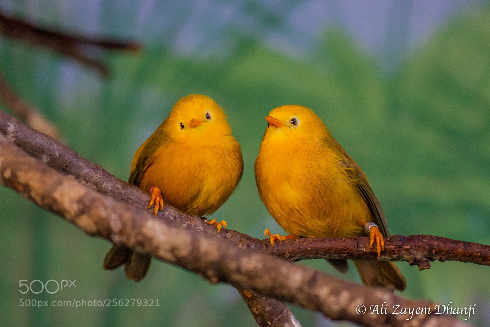 Canon EOS 5D Mark II sample photo. Protho­notary warbler photography