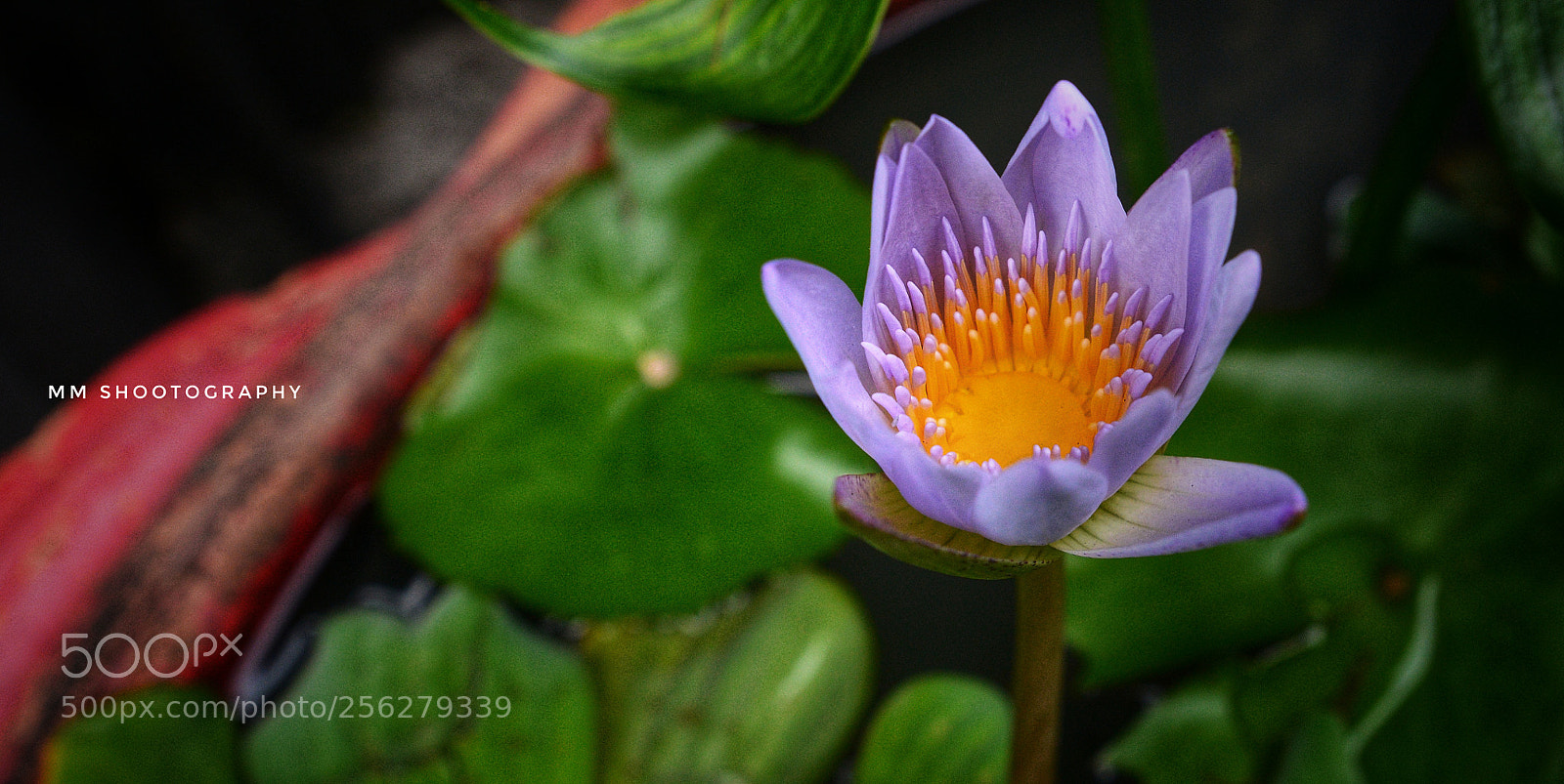 Nikon D610 sample photo. The lilly photography