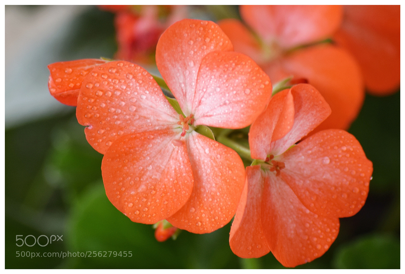 Nikon D3300 sample photo. Spring flower 5 photography