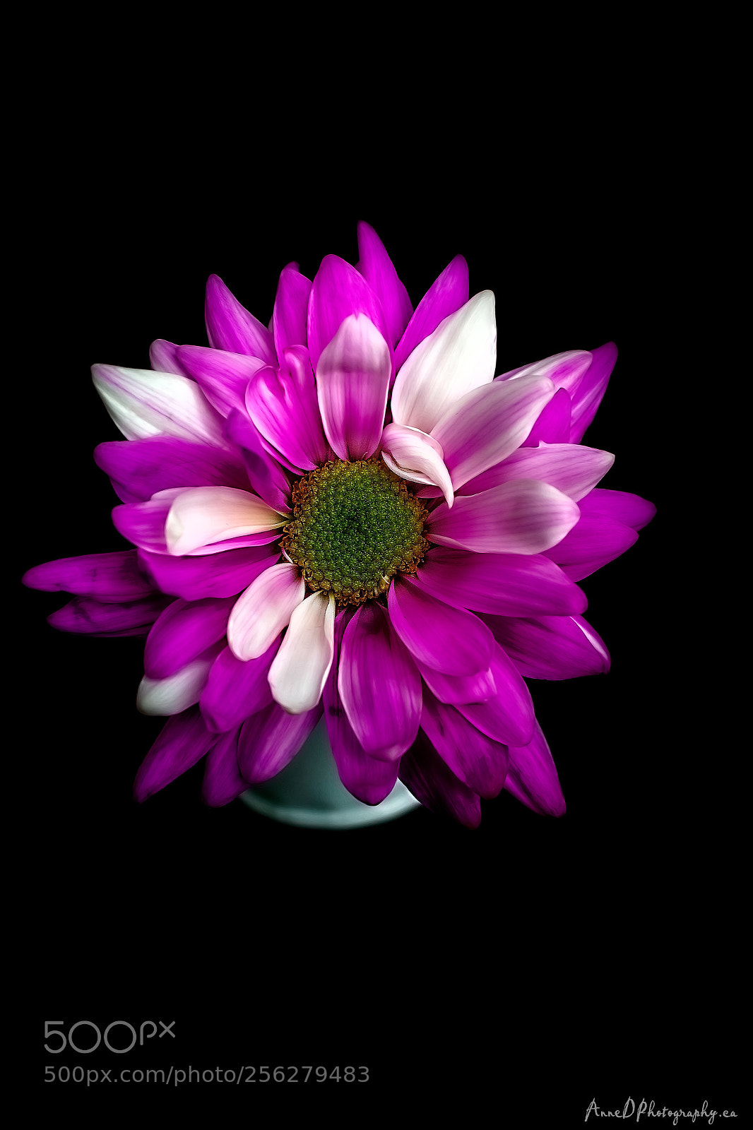 Canon EOS 700D (EOS Rebel T5i / EOS Kiss X7i) sample photo. A burst of beauty photography