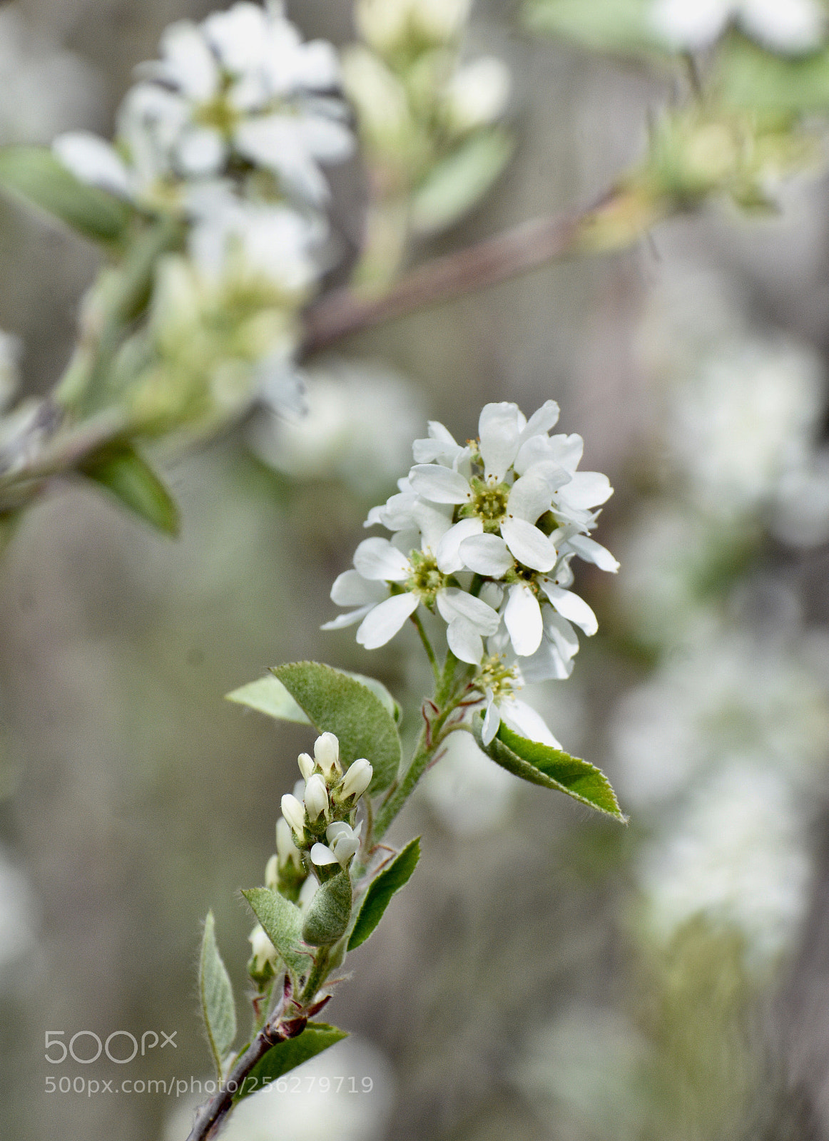Nikon D3400 sample photo. White photography
