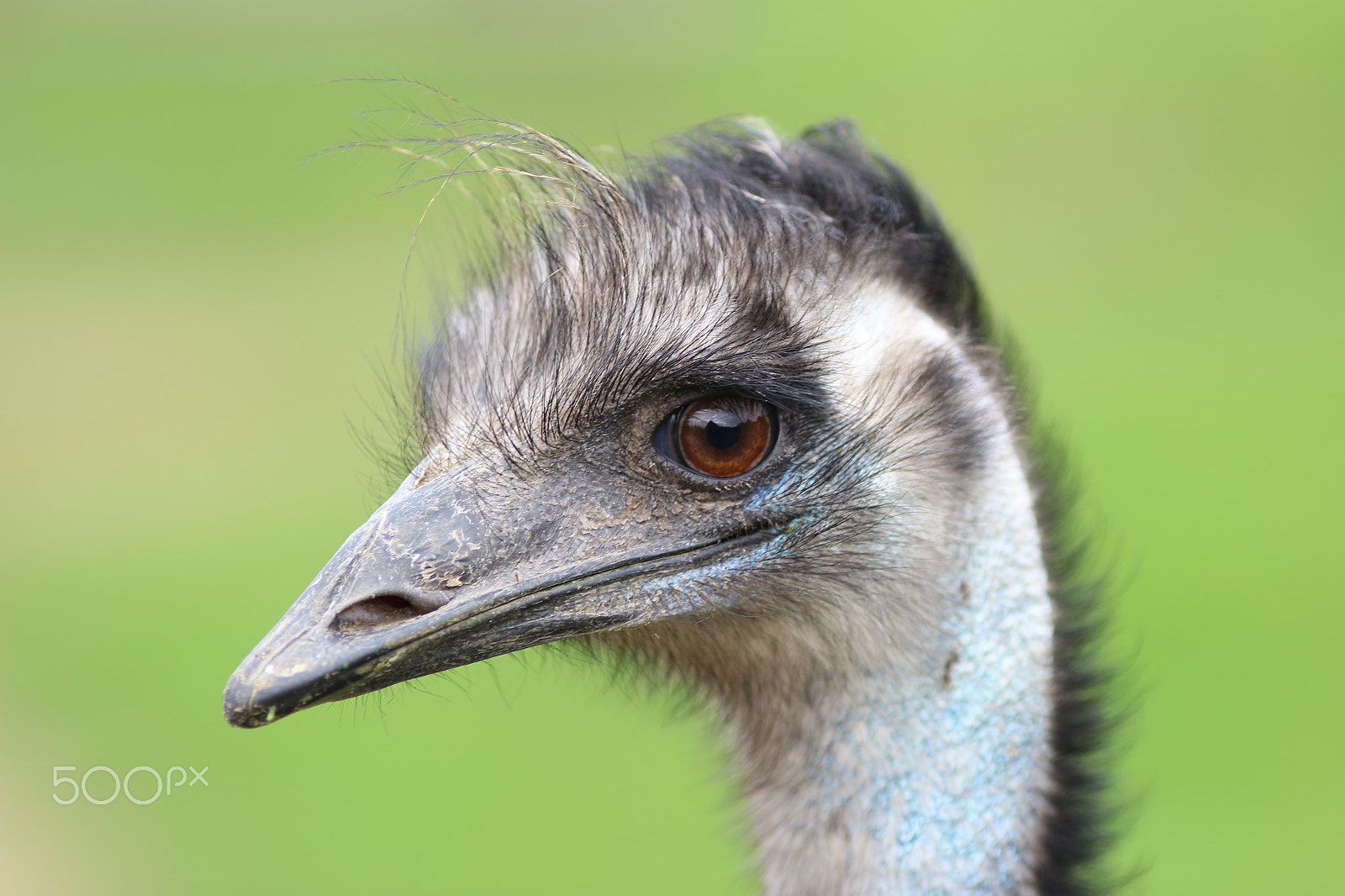 Canon EF 200mm F2.8L II USM sample photo. Bad hair day  ;-)) photography