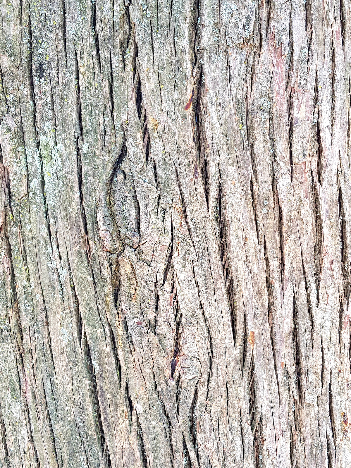 Samsung Galaxy S8+ sample photo. Wood2.0.jpg photography