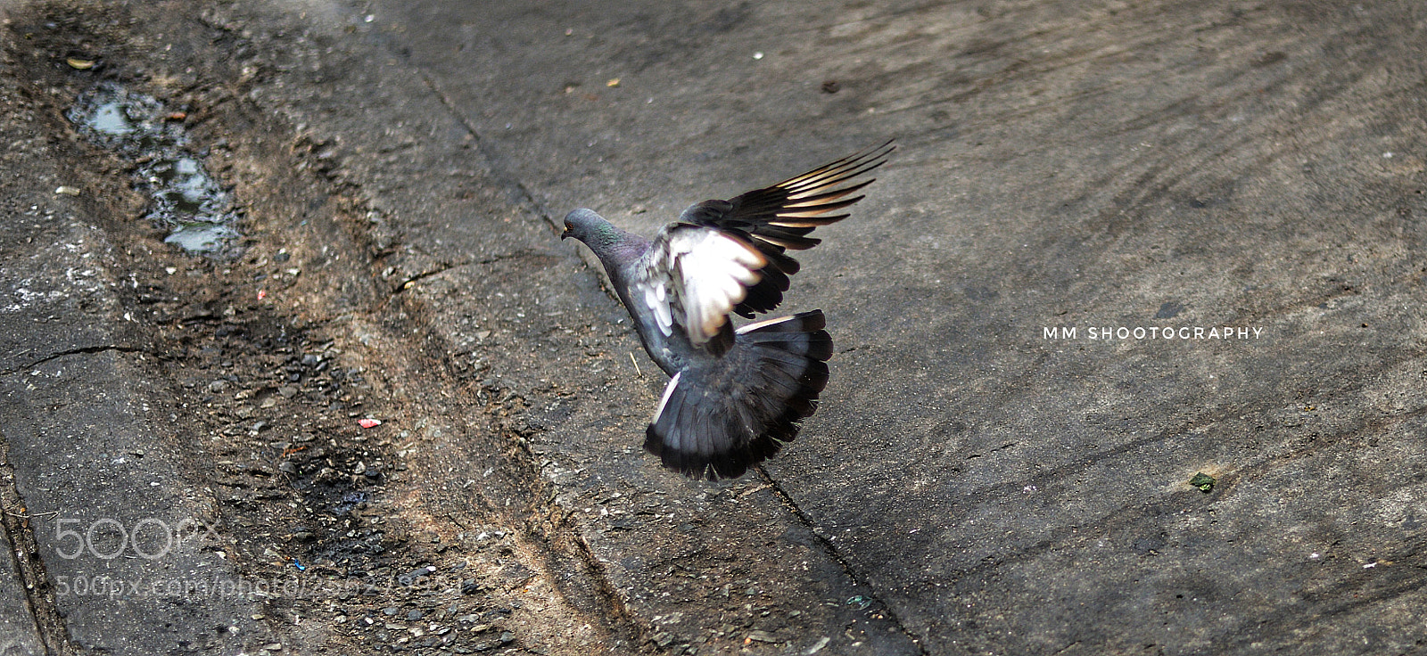 Nikon D610 sample photo. The freedom photography