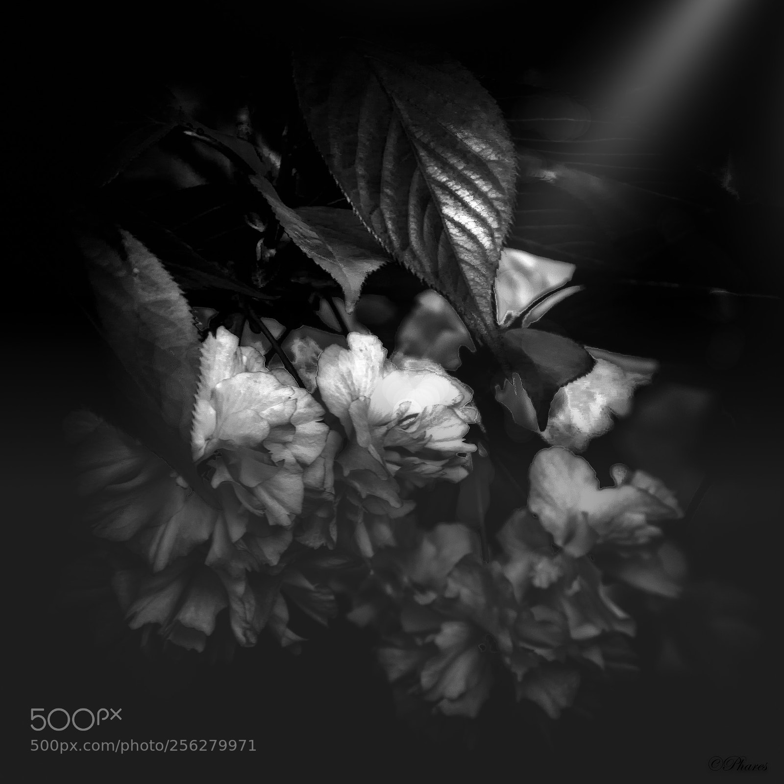 Nikon D7100 sample photo. Flowers in fog at photography