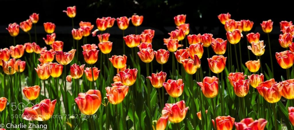 Canon EOS-1D X sample photo. Untitled photography