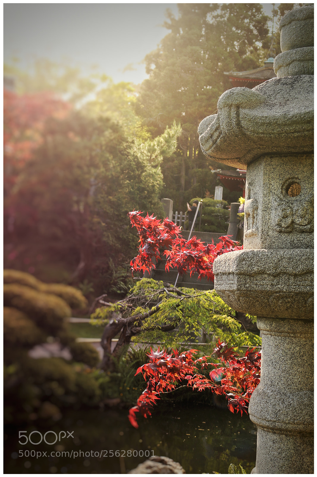 Canon EOS 70D sample photo. Japnese tea garden photography