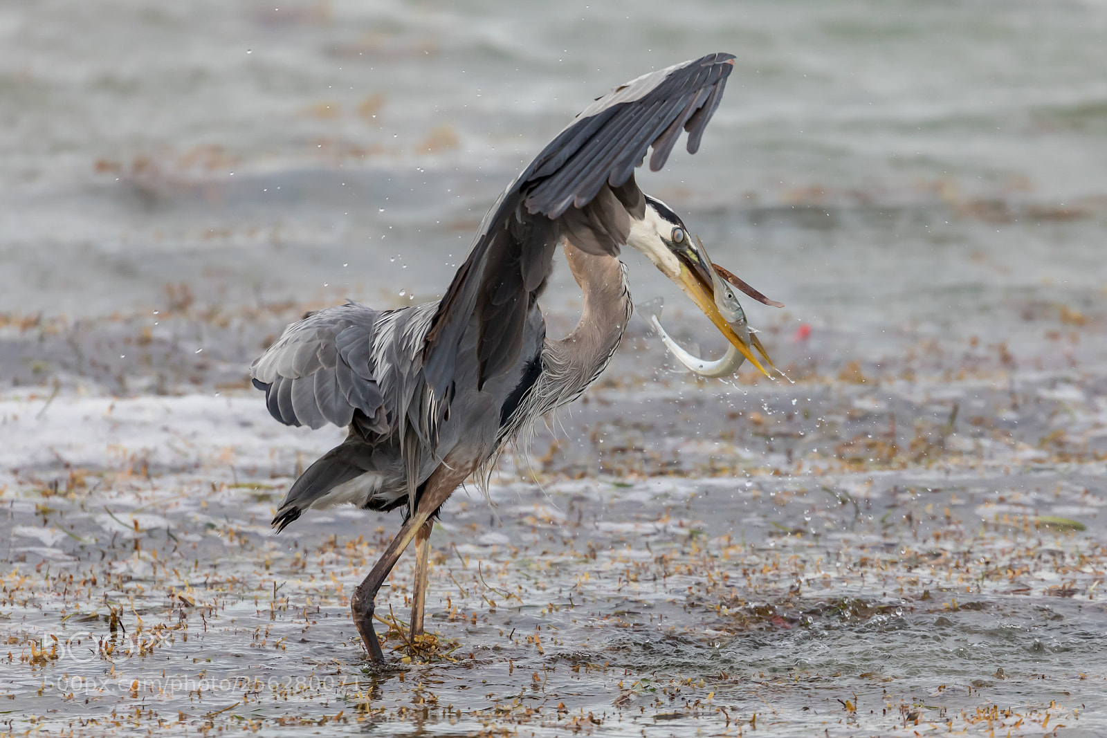 Canon EOS 5D Mark IV sample photo. Heron photography