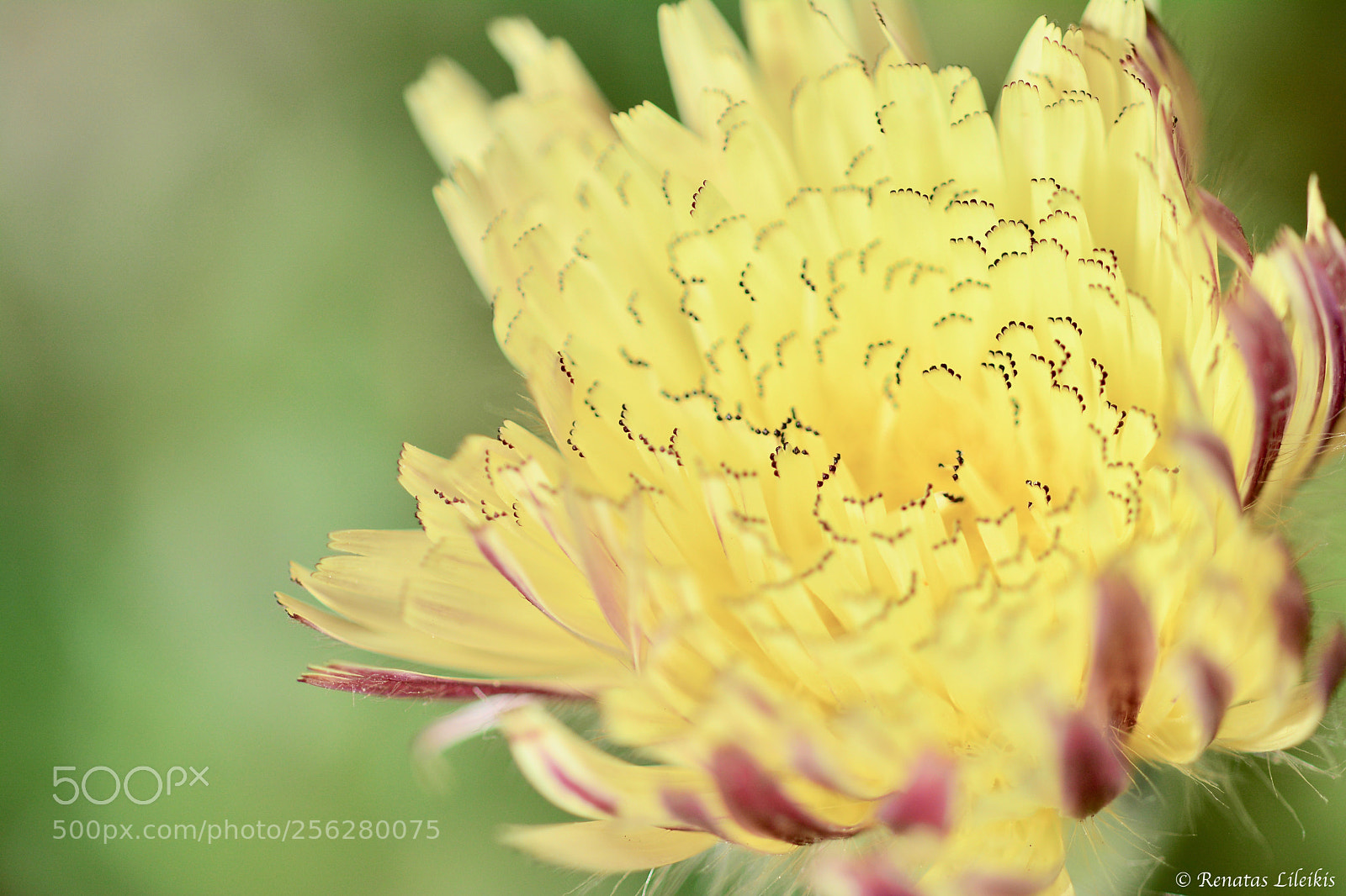 Nikon D7100 sample photo. Flower photography