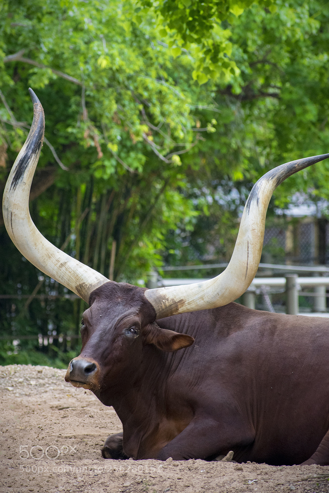 Nikon D3400 sample photo. Ankole-watusi photography
