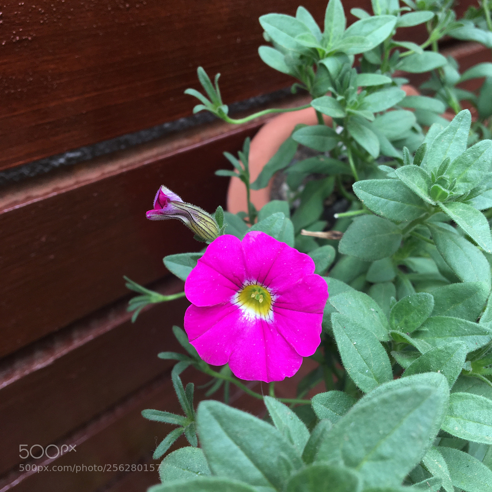 Apple iPhone 6s sample photo. Untitled photography