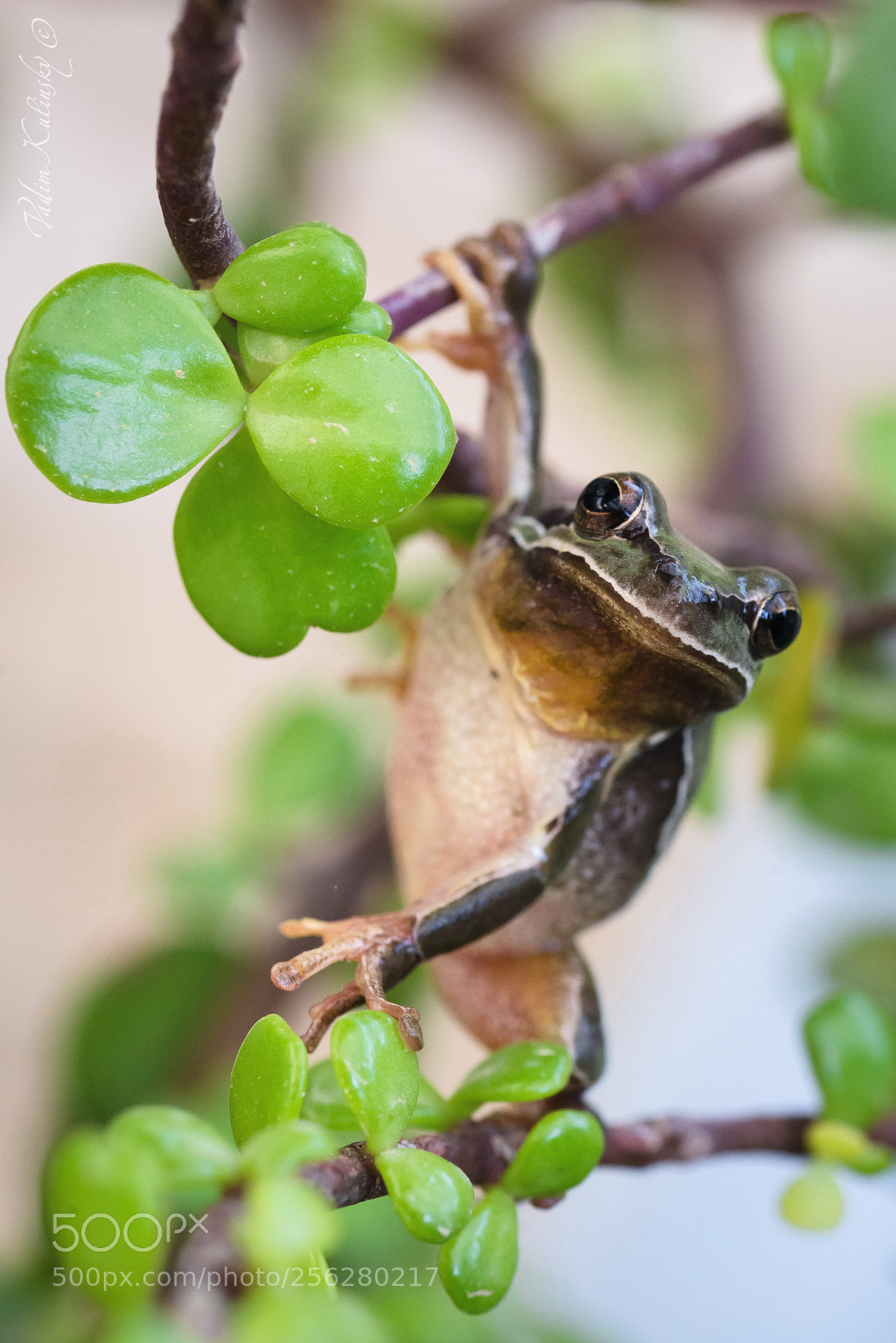 Nikon D610 sample photo. Hyla savignyi photography