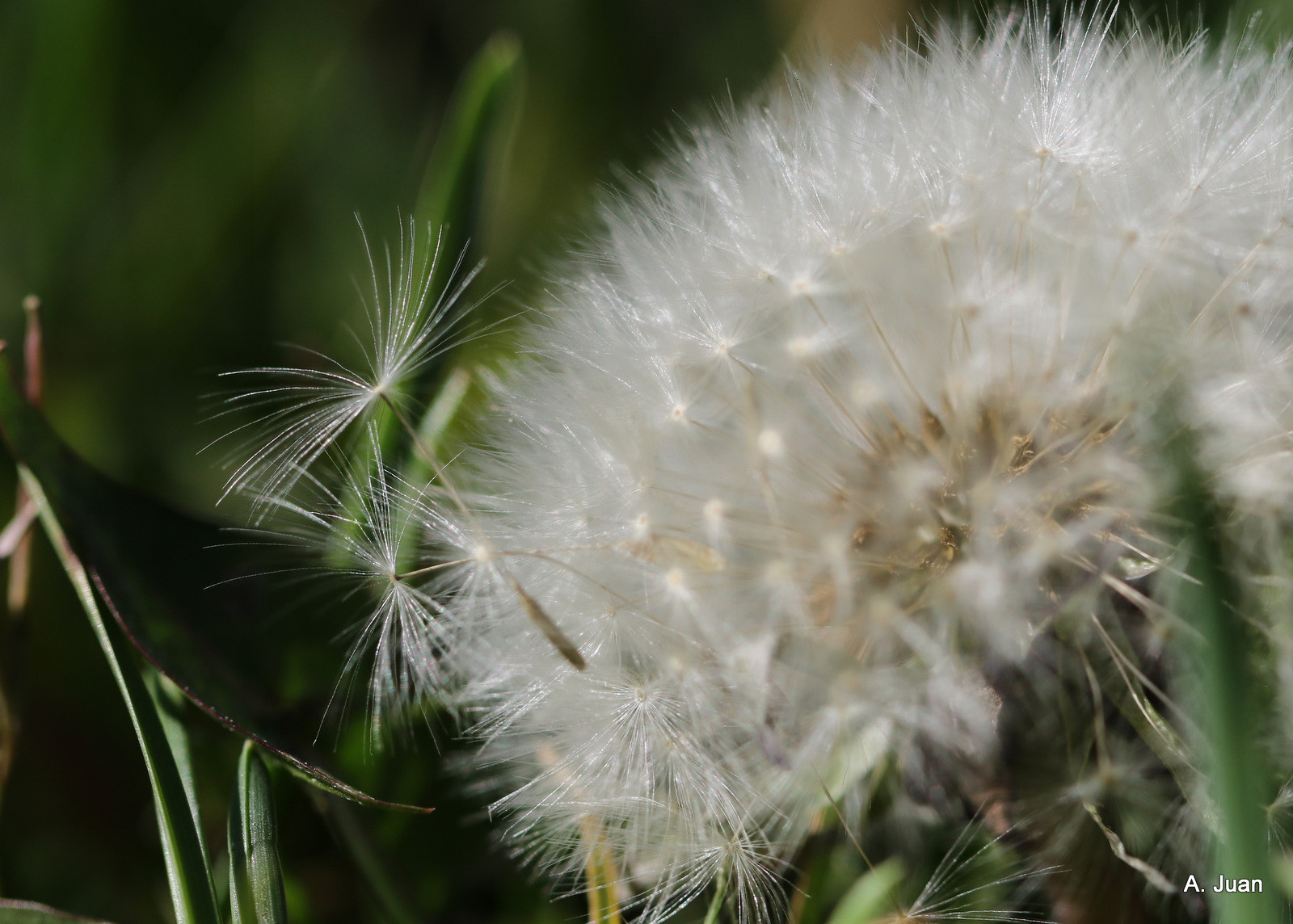 Canon EF 100mm F2.8L Macro IS USM sample photo. Dandelion close up photography